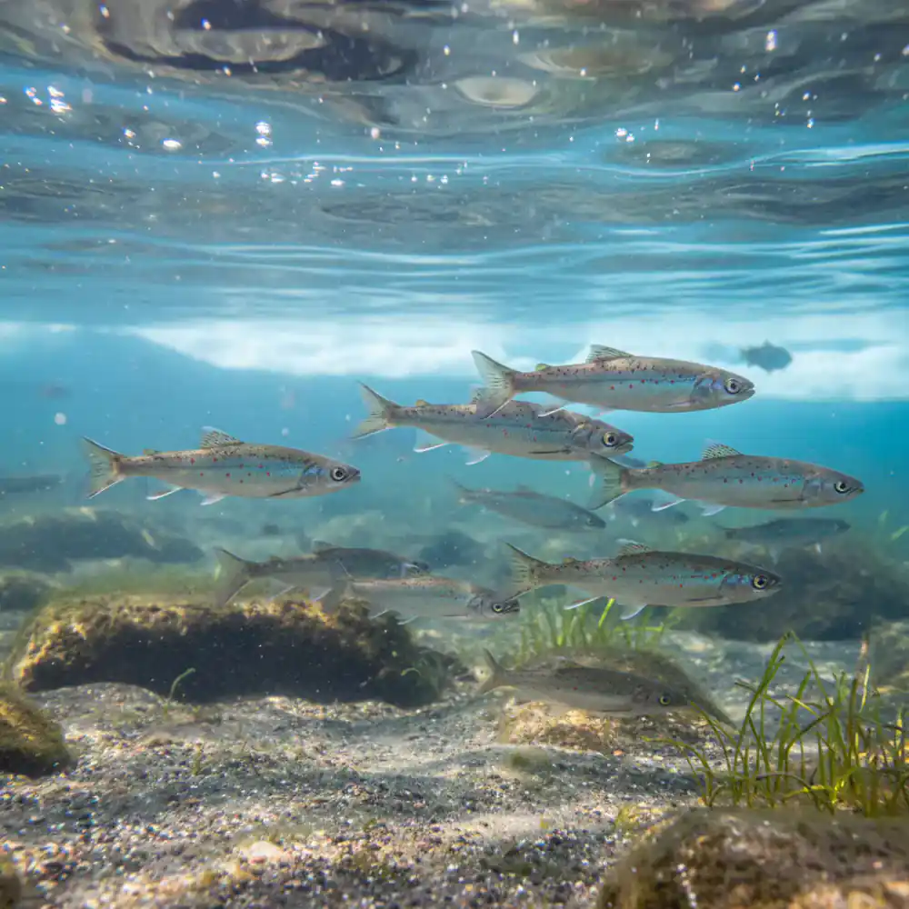 Arctic Char Juveniles swimming