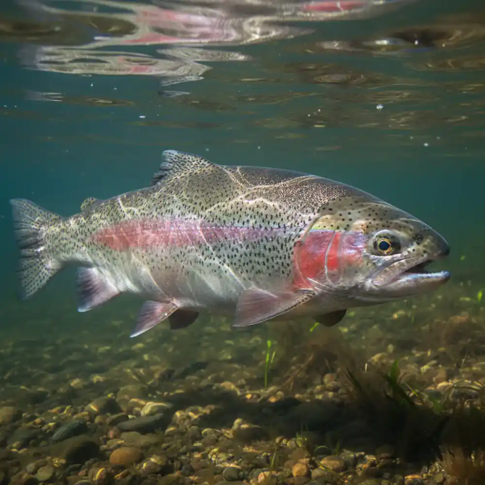 Large mature broodstock trout